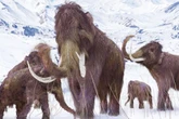Woolly mammoth closer to roaming the Earth again as scientists make genetic breakthrough