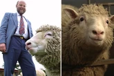 Dolly the cloned sheep's dramatic life – raised in a bra to kidnapping and nude protest