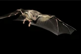 Horny bats are invading UK homes and then pooing all over the place
