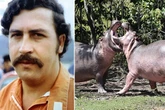 World's most notorious drug lord Pablo Escobar – multi-billion fortune, hippos and 'ghost'