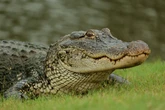 Woman killed by alligator after calm rowing trip turns into horror mauling