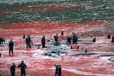 Pregnant whales among over 100 'slaughtered' at tourist hotspot as sea turns red