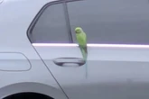 Rogue parrot goes on car-wrecking rampage as locals face huge repair bills