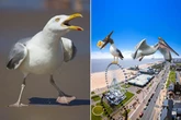 Seagulls the size of 'pterodactyls' terrorise village as 'stupid' people feeding them
