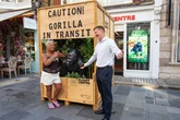 Brits goes ape for Caesar the fibreglass gorilla after he was evicted from his home