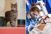 Why scientists think your house cat could spark the next global pandemic