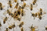 Drunk, angry, jobless German wasps with 'nothing to do' invade UK and attack Brits