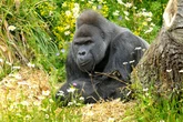 How many humans have gorillas killed as man vs beast death match row continues