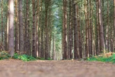 Heatwave brings ghosts and ghouls out as sightings soar in UK's most haunted woods
