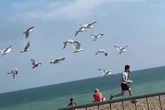 Psycho seagulls hunt in packs to rob humans of their chips and ice creams