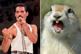 Freddie Mercury's lovechild claims squirrels help bring singer back from the dead