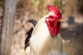 Empty KFC could become the world's first 'chicken empathy museum'