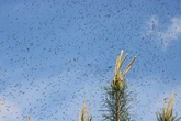 Brits warned over 'world's deadliest animal' as threat at highest level in over 20 years