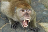 'Rabid' monkey attack leaves 14 people injured and one cow dead