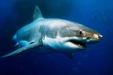 Boy, 8, 'loses significant amount of blood' and in critical condition after shark attack