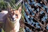 Avian flu kills 20 big cats after experts warn of US sparked pandemic