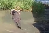 Tourist deserves 'Darwin Award' after being savaged by crocodile he thought was fake