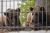 Two bears rescued from grim concrete cage win hearts with mischievious antics