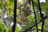 Two 'highly developed' Asian hornet nests found in UK as danger warning issued