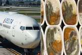 Major airline shuts down in-flight food service after 'mouldy chicken' grounds plane