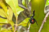 Boy, 9, found dead propped on sofa surrounded by black widow spiders and bottles of urine
