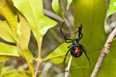 Russia fears spread of deadly black widow spiders across country – could reach Moscow