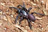 World's deadliest spiders dubbed 'Big Boy' are getting bigger and more dangerous