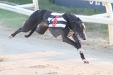 Meet £1million wonder dog 'Bockos Diamond' poised to make greyhound history