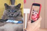 Britain's cats and dogs take over social media with four million having their own profile