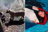 Horror last moments caught on camera from tiger mauling to Sea World scalping