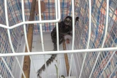 Reward offered to help solve mystery of monkey abandoned on London bus