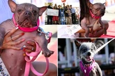 ‘World’s Ugliest Dogs’ – from scrambled egg faces to sad sticky-outty tongues