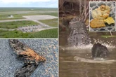 'Alligator Alcatraz' officer shares 'inhumane' conditions at mad 3,000-bed detention centre