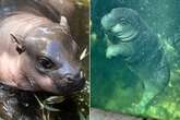 Moo Deng rival emerges as chunky pygmy hippo Lololi captures hearts