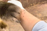 Monkey 'surgeon' shocks onlookers after expertly removing thorns embedded in woman's arm