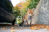 Drivers facing 'death' from fox gangs obsessed with chewing through brake cables