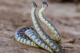 World Cup stars handed warning over lethal 'snake zone' infesting training camp