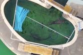 Dolphins left for dead in abandoned Florida marine park finally saved after public backlash