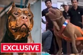 'Toxic' XL bully weight pulling contest slammed as 'men use dogs to project strength'