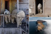 Polar bears take over Soviet-era weather station before launching 'attack on world'