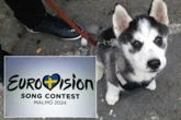 Eurovision bosses ban pets from grand final as bonkers list of strict rules revealed