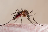 Brits issued warning over deadly mosquito viruses surging in holiday hotspots