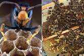 Asian hornets theory explains how beasts that 'eat 50 bees a day' are making UK home