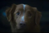 'Unnerving' dog horror Good Boy 'makes film fans riot' over gut-wrenching scene
