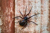Brits urged to clean their windows to stop invasion of false widow spiders