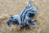 Brits warned as stretch of Costa Blanca coast shut after deadly sea creature invasion