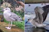 Laughing McDonald's yobs ran over and killed seagull weeks after it was rescued and released