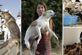 Three million Moroccan dogs to be slaughtered in 'true cost of 2030 World Cup'