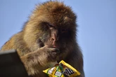 Monkeys learn to swallow soil so they can 'keep eating junk food stolen from tourists'