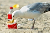 Boozed-up Brit seagulls are necking leftover pints and picking fights with binmen